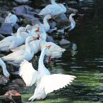 Ducks at New Delhi’s Sanjay Lake.