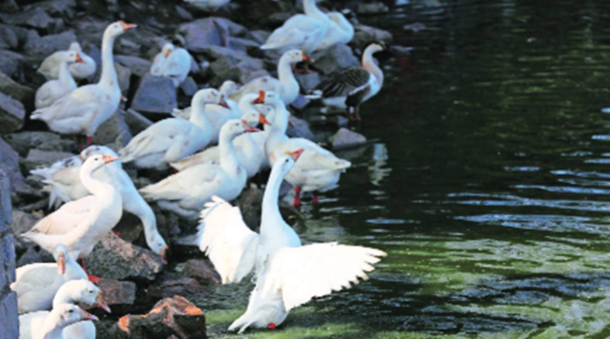 Ducks at New Delhi’s Sanjay Lake.