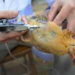 Workers vaccinate chicks with the H9 bird flu vaccine at a farm.