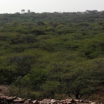 Delhi Ridge, which is divided into Northern, Southern, South Central and Central Ridges, serves as the green lungs of the city.