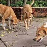 Municipal Corporation of Delhi Plans Feed Points for Stray Dogs