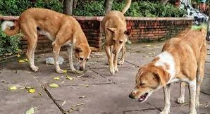 Municipal Corporation of Delhi Plans Feed Points for Stray Dogs