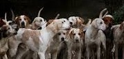Stray Dogs News Live: Jantar Mantar Celebrates SC Relief; Rahul Gandhi and Vir Das Hail Verdict