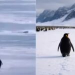 A lone penguin walking away from its colony toward distant Antarctic mountains, symbolizing isolation and self-discovery.