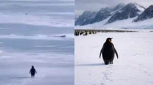 Nihilist Penguin Meme Goes Viral as People Find Meaning in a Lonely Journey