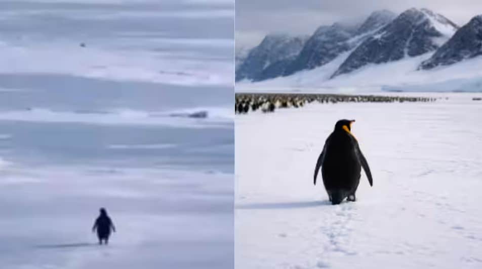 A lone penguin walking away from its colony toward distant Antarctic mountains, symbolizing isolation and self-discovery.